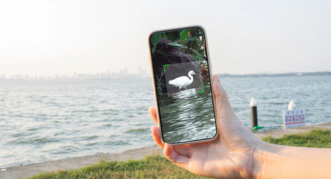 Hand holding a smartphone, bird by water focused on the screen. cityscape and harbour in the background