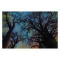Aa astronomy photograph art print featuring a low-angle view of dark tree silhouettes against a night sky filled with multicolored star trails in blue, green, yellow, and orange.