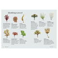 An educational reference page titled 'Identifying seaweed' from a Nature Series book by Sarah Garnett, featuring illustrations and descriptions of various seaweed species on a light gray background.