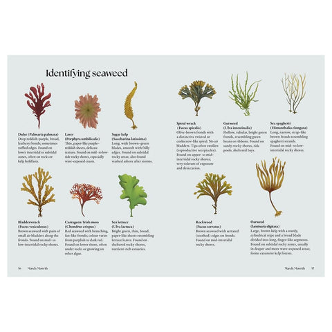 An educational reference page titled 'Identifying seaweed' from a Nature Series book by Sarah Garnett, featuring illustrations and descriptions of various seaweed species on a light gray background.