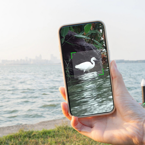 Hand holding a smartphone, bird by water focused on the screen. cityscape and harbour in the background