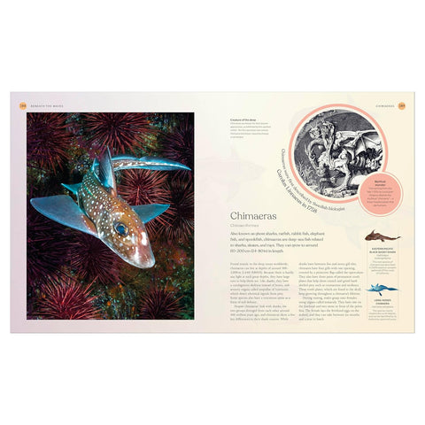 Book page with a chimaera fish illustration and text 