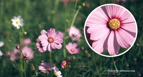 Image of pink flower in a grassy field and zoom cut out of the center of the flower showing zoom capacity of ZWO Seestar Binoculars