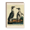 The design on this greeting card has been adapted from a 1797 coloured etching by J Pass, after an original illustration by the celebrated naturalist, George Edwards (1694–1773).