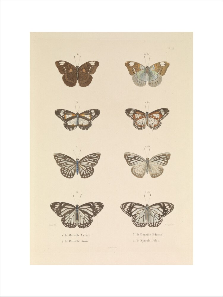 Butterflies, 'The Danaide Cecile, the Danaide Anais, the Danaide Edmont and the Jules Nymule'