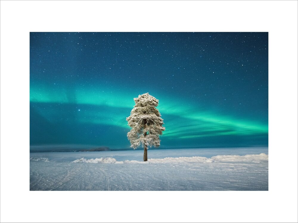 Lone Tree under a Scandinavian Aurora (Custom Print)